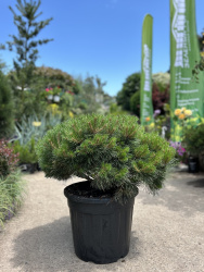 Сосна PINUS AUSTRICA BREPO 30л 50-60см