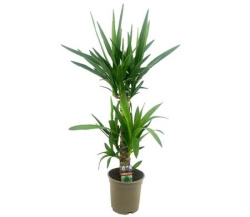 Юкка Yucca 45-20 17-65