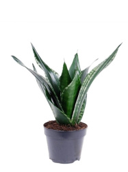 Sansevieria-Trifasciata-Grey-Stripe