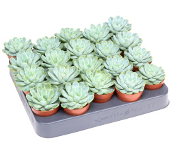 Echeveria Elegans 5,5-8