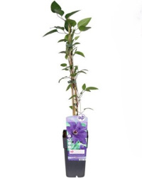 Клематис Clematis The President 15-65