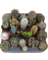 Кактус Cactus Mix 5,5-5