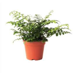 Асплениум Asplenium Parvati 12-30