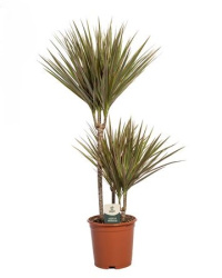 Drac Bicolor 45-15-10 21-110
