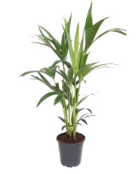 Howea Forsteriana 17-75