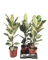 Ficus El Tineke 21-110