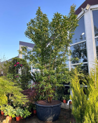 Клен Acer tataricum ginnala (80141)