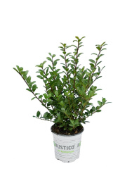 Падуб Ilex Crenata d09-20см