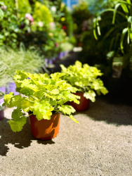 Гейхера Heuchera Lemon Love 2л (М)