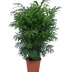 Хамедорея Chamaedora Elegans 110