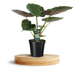 Алоказия Alocasia  Wentii 24-70
