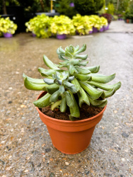 Эхеверия Echeveria Dark Topsy d1422см