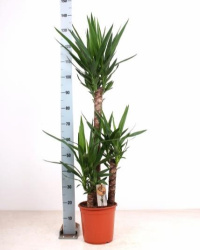 Юкка Yucca 90-60-30см d24-140см
