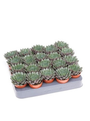 Эхеверия Echeveria Scorpio d5,5-8см