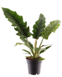 Philodendron Narrow Escape 14-45