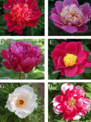 Flowers-of-various-cultivars-of-Paeonia-lactiflora-P-ostii-and-P-suffruticosa-aP
