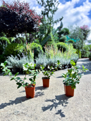 Трахелоспермум Trachelospermum jasminoides р9 (М)