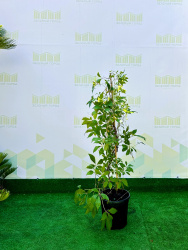 Партеноциссус PARTHENOCISSUS QUINQUEFOLIA 3л 100см