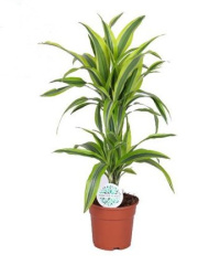 Драцена Drac Lemon Lime 30-10см d17-65см