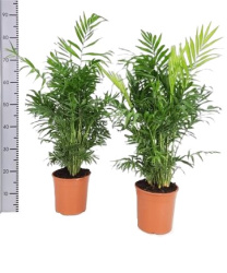 Chamaedorea Elegans 19-80