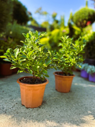 Каламондин Citrus Calamondin d2335см