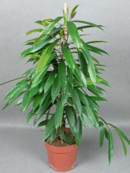 Фикус Ficus Bin.Amstel King d15 (М)