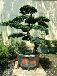 Ногоплодник Podocarpus chinensis Bonsai d95h240-260см