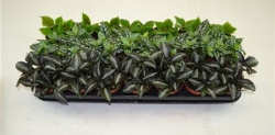 Пилея Pilea 8-10 микс