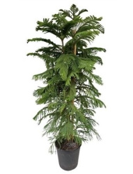 Araucaria Heterophylla 31-180