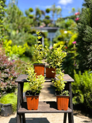 Бересклет Euonymus Fort Sanshaine d1020см (М)