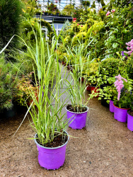 Просо Panicum virgatum Heavy Metal 3л (М)