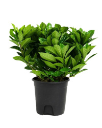Gardenia jasminoides 16-27