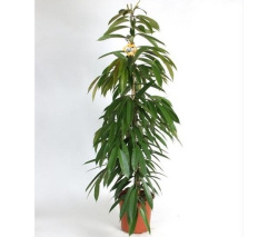 Фикус Ficus Bin.Amstel King 27-140
