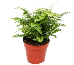 Адиантум Adiantum Raddianum Fritz-luthi 12-25