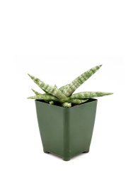 4inch-Sansevieria-Boncel-768x768