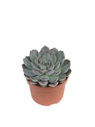 Эхеверия Echeveria Apus d9-15см