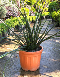 Сансевьера Sansevieria canaliculata 27-80
