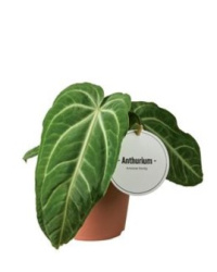 Anthurium Villenaorum