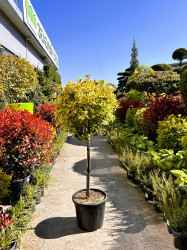 Бересклет EUONYMUS JAPONICUS ELEGANTISSIMA AUREA 18л 12 штамб