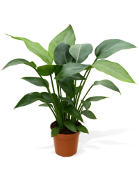 Стрелиция Strelitzia Reginae d15-50см