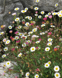 Erigeron_karvinskianus_RF