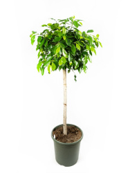 fikus_bendzhamina_nitida_na_shtambe_ficus_benjamina_nitida_on_stem_140_32_n