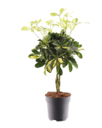 Schefflera Gold Capella Vlecht 17-50