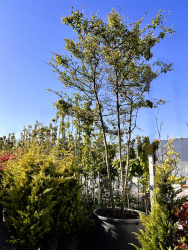 Ирга Amelanchier Lamarckii Schirm 350см (Г)