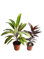 Кордилина Cordyline d13 (М) дж