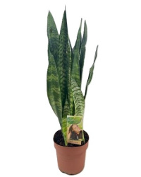 Sansevieria Black Coral 17-70