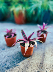 Криптантус Cryptanthus d89см