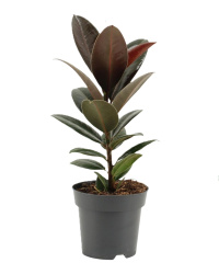 Ficus El Melany 14-40