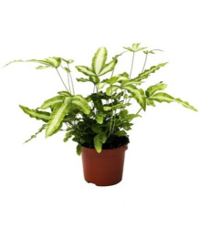 Pteris Cretica Albolineata 9-20