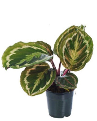 Калатея Calathea Medalion